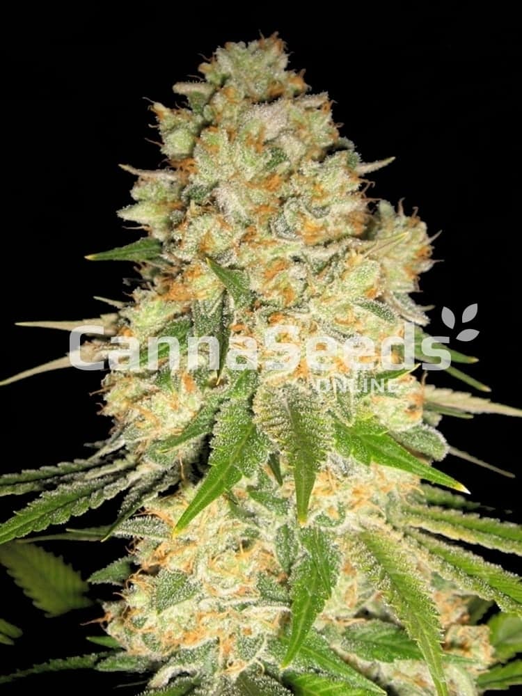 Afghan Seeds Image