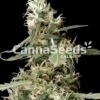 Cannabisplant close-up met CannaSeeds-logo