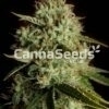 Agent Orange Zaden Afbeelding
