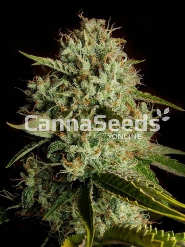 Agente Naranja Semillas Imagen