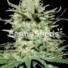 Amnesia Haze Zaden Afbeelding
