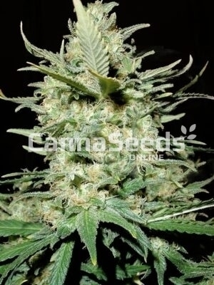 Semillas de Amnesia Haze Imagen