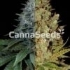 Autoflower Gefeminiseerde Sativa Combo Zaden Afbeelding