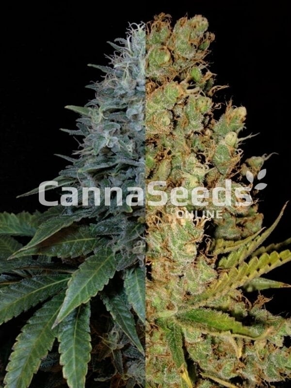 Semillas Autoflorecientes Feminizadas Sativa Combo Imagen
