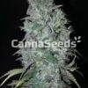 Big Bud Zaden Afbeelding