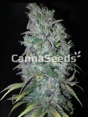 Imagen de Big Bud Seeds