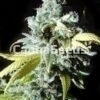 Black Jack Zaden Afbeelding