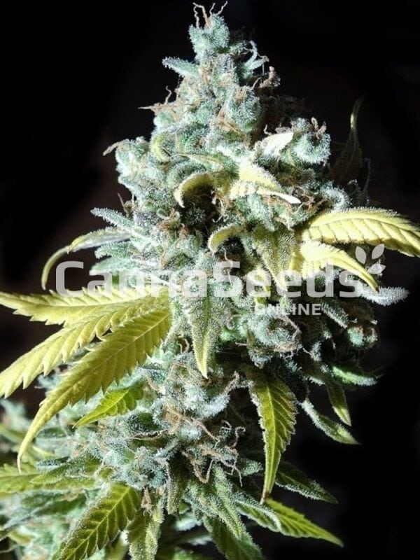 Semillas de Black Jack Imagen