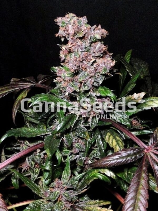 Blue Berry Seeds Bild