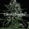 Blue Dream Zaden Afbeelding