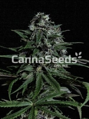 Imagem das sementes Blue Dream