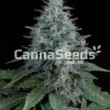 Bubba Kush autoflower zaden Afbeelding