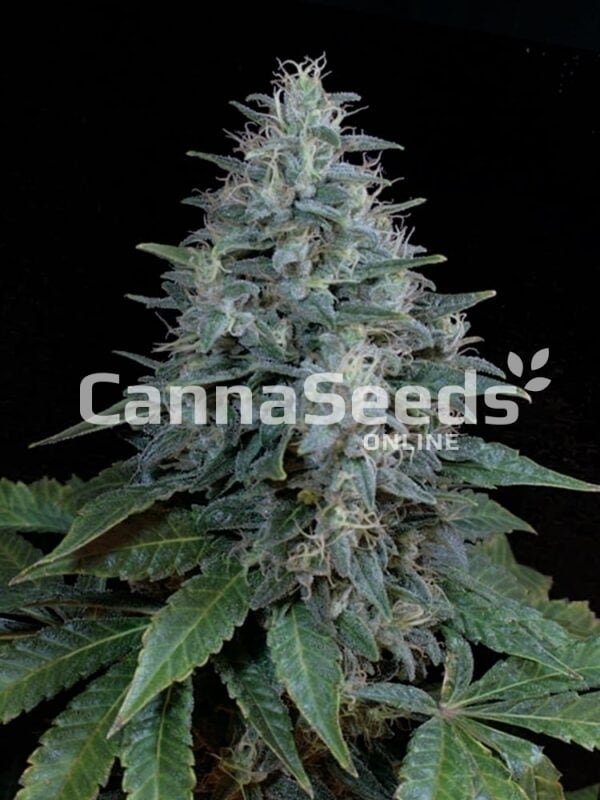 Imagem das sementes Bubba Kush Autoflower