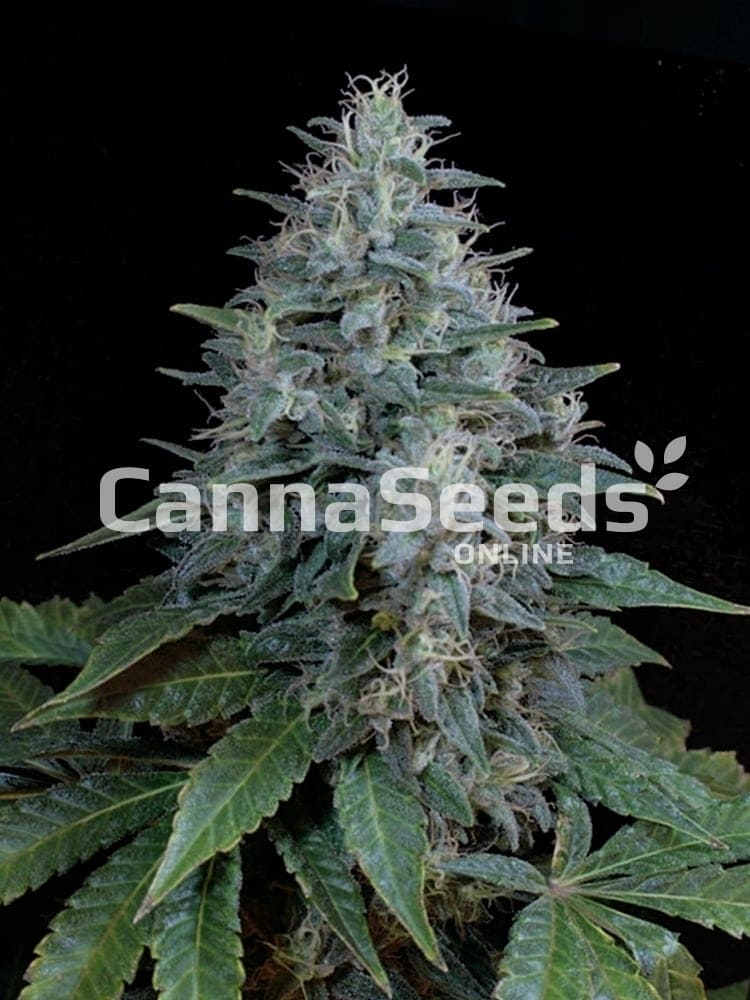 Semillas Autoflorecientes Bubba Kush Imagen