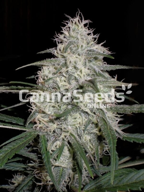 Bubblegum Zaden Afbeelding