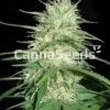 California Dream Zaden Afbeelding