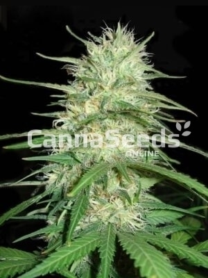 Imagen de las semillas California Dream