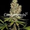 Caramel Candy Kush Zaden Afbeelding