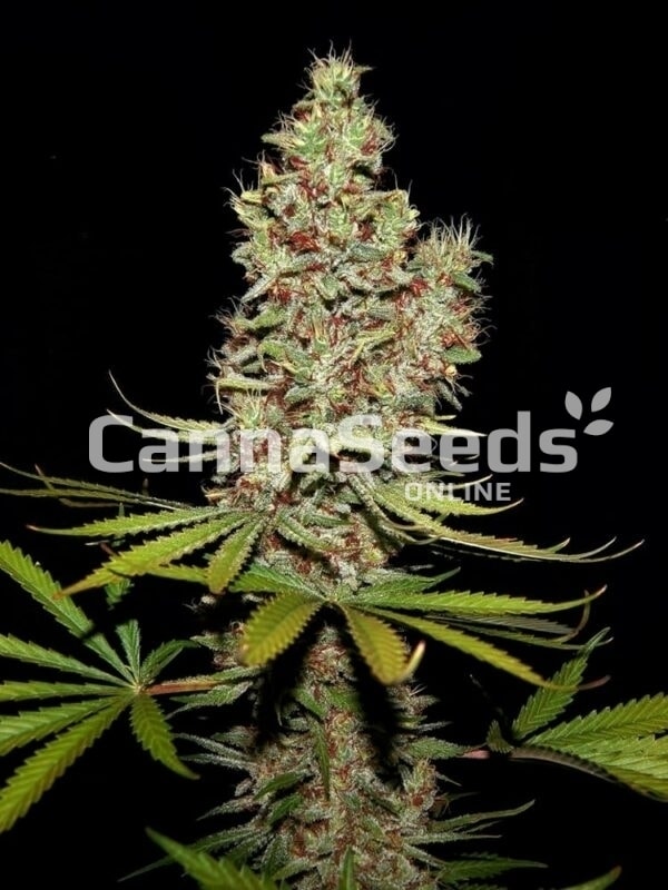 Caramel Candy Kush Zaden Afbeelding