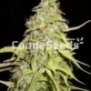 Chocolope Zaden Afbeelding