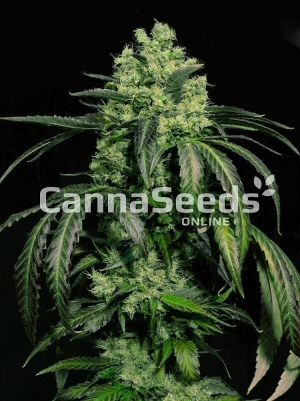 Doctor Green Seeds Imagen