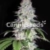 Durban Poison Zaden Afbeelding