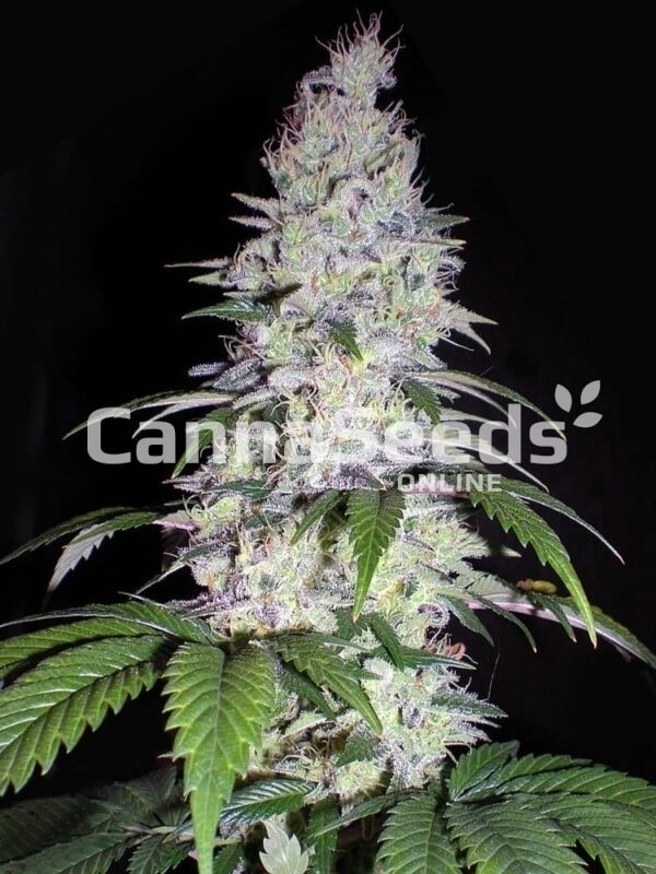 Semillas de Durban Poison Imagen