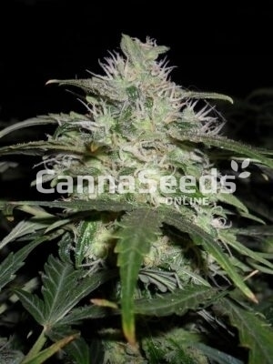 Fruity Juice Seeds Bild