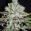 Girl Scout Cookies Gewone Zaden Afbeelding