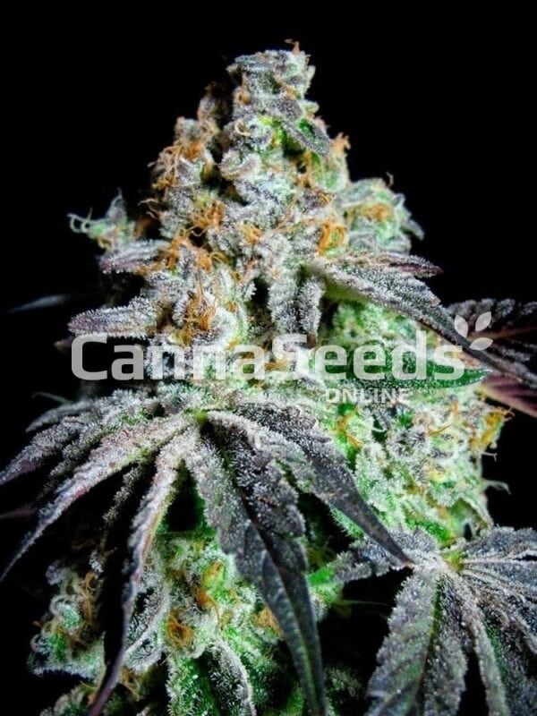 Grand Daddy Purple Semillas Imagen