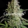 High Thc Gefeminiseerd Combo Zaden Afbeelding