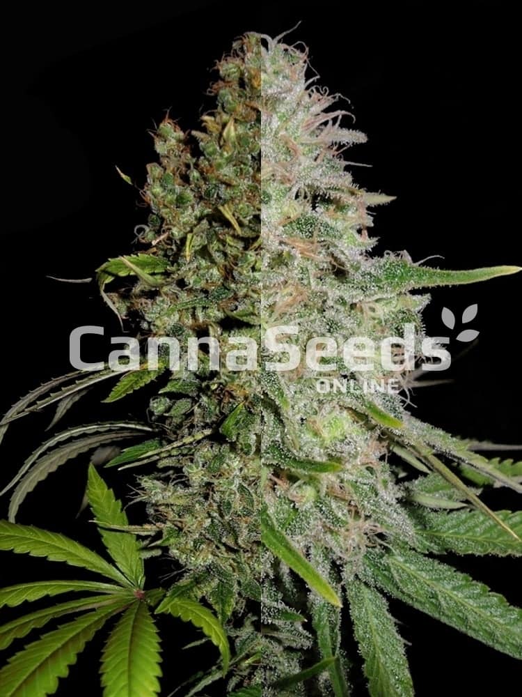Imagem das Sementes Combo Feminizadas High Thc