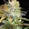 High Thc Gefeminiseerd Combo Zaden Afbeelding