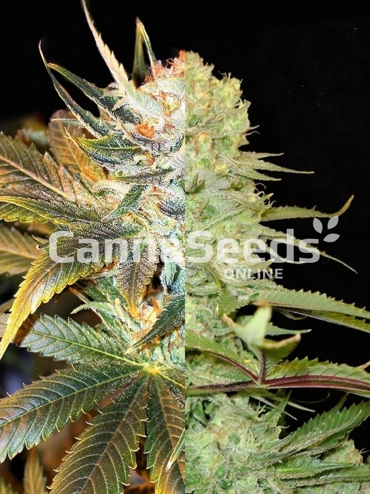 Imagem das Sementes Combo Feminizadas High Thc
