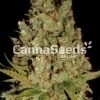 Jack Herer volgt beeld