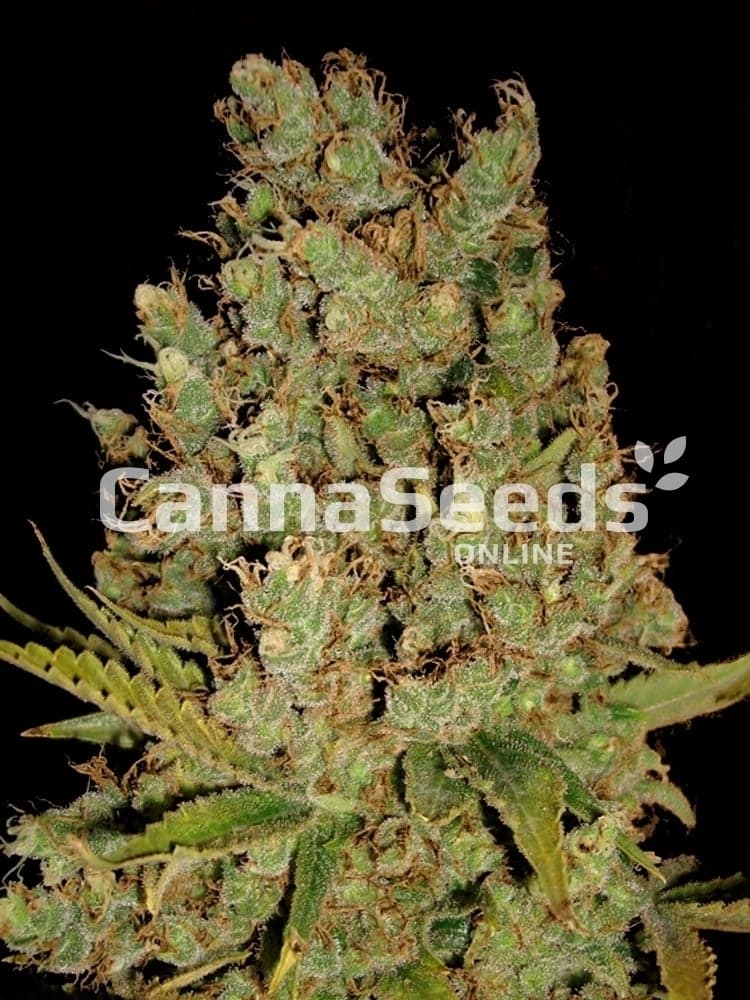 Jack Herer atiende a la imagen
