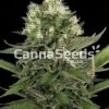 Lemon Skunk Zaden Afbeelding