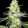 Master Kush Zaden Afbeelding