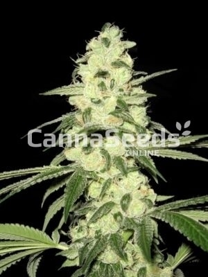 Master Kush Seeds Imagen