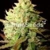 Medijuana Zaden Afbeelding