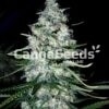 Mexicaanse Sativa Zaden Afbeelding