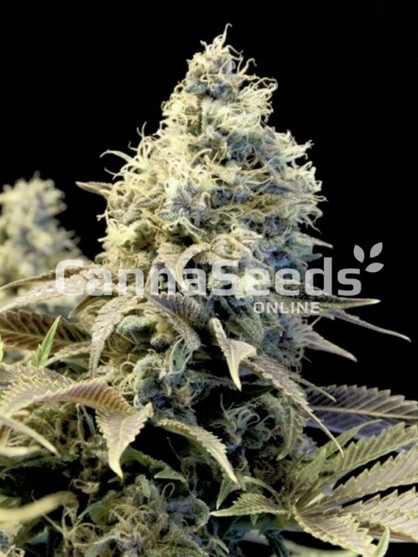Imagen de las semillas de Northern Light