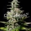 Nyc Diesel Zaden Afbeelding