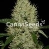 Og Kush Zaden Afbeelding