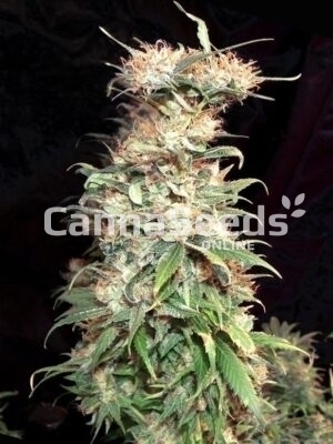 Painkiller Seeds Bild