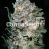 Ananas Kush Zaden Afbeelding