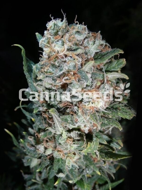 Semillas de Pineapple Kush Imagen