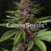 Purple Pleasure Zaden Afbeelding