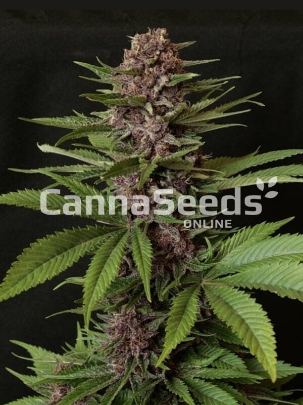 Purple Pleasure Seeds Imagen