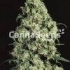 Skunk Nr1 Zaden Afbeelding